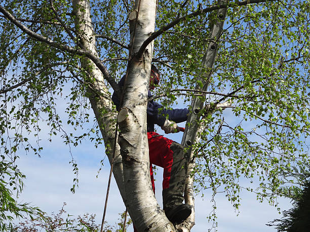 Best Emergency Tree Removal  in Lombard, IL